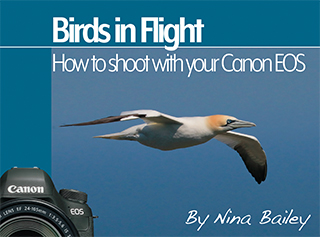 How to shoot Birds in Flight