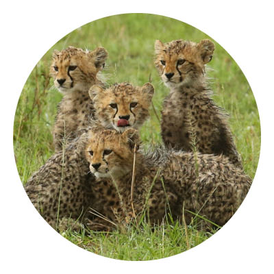 Cubs safari maasai mara